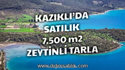 Kazıklı Koyunda 100den Fazla Zeytin Ağaçlı 7.500 m² Satılık Tarla