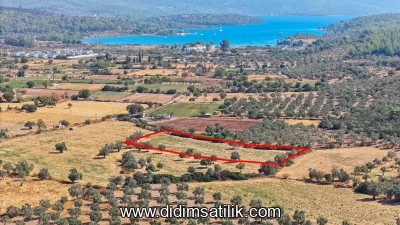 Kazıklı Bozbükte Denize Yakın, Yolu ve Elektriği Olan Zeytinli Tarla