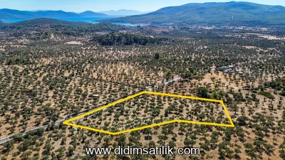 Milas Kazıklıda Bozbük Yoluna Cepheli 8.841 m² Tarla ve Zeytinlik