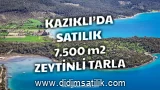 Kazıklı Koyunda 100den Fazla Zeytin Ağaçlı 7.500 m² Satılık Tarla