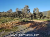 Kazıklı, Milas 10318 m2 arsa ilanı
