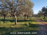 Kazıklı, Milas kiralık arsa fotoğrafı