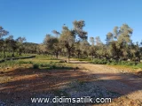Kazıklı, Milas arsa ilan fotoğrafı