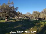 Kazıklı, Milas kiralık arsa