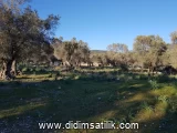 Kazıklı, Milas arsa ilan fotoğrafı