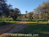 Kazıklı, Milas 10318 m2 arsa ilanı