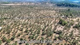 Kazıklı, Milas 8841 m2 arsa ilanı