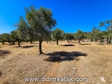 Kazıklı, Milas 8841 m2 arsa ilanı