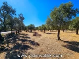 Kazıklı, Milas kiralık arsa fotoğrafı